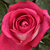 Ružová - Čajohybrid - Acapella®